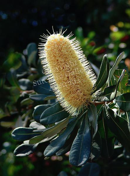 FC01.jpg - A beautiful Banksia which loves the poor, salty environment near the sandy beaches and heathland of the coast of Australia.