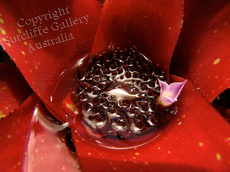 FC07.jpg - Looking down the throat of this rich, red bromeliad shows a new world with a new bloom rising and the mercurial reflections in the water trapped there. This image enlarges quite well.