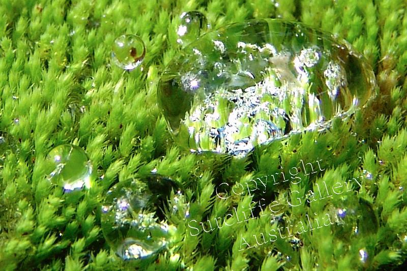 FC08.jpg - A drop of water on a bed of moss in the morning sunshine.