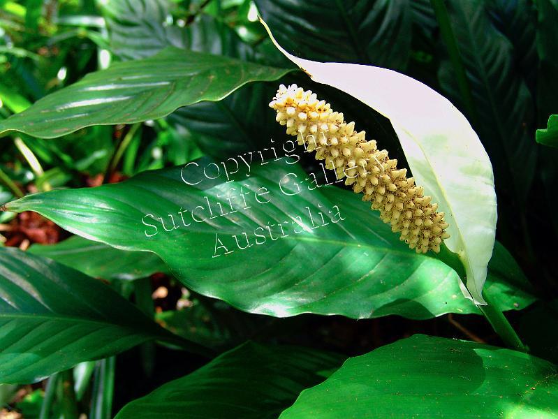 FC12.jpg - The Peace Lily is a most unusual shape and a very elegant flower.